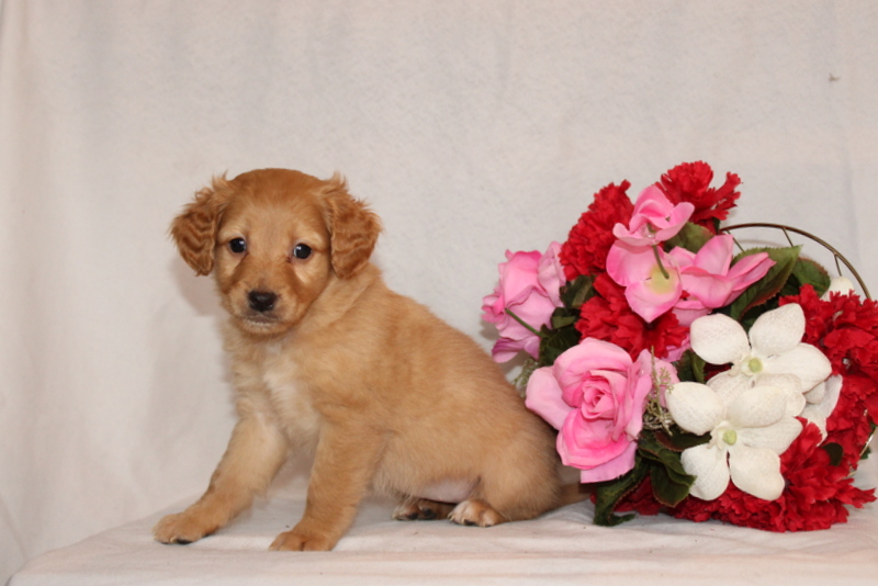 puppy, for, sale, Mini Goldendoodle F2B, Matthew B. Stoltzfus, dog, breeder, Gap, PA, dog-breeder, puppy-for-sale, forsale, nearby, find, puppyfind, locator, puppylocator, aca